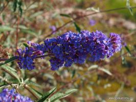 Komule Davidova Adonis Blue